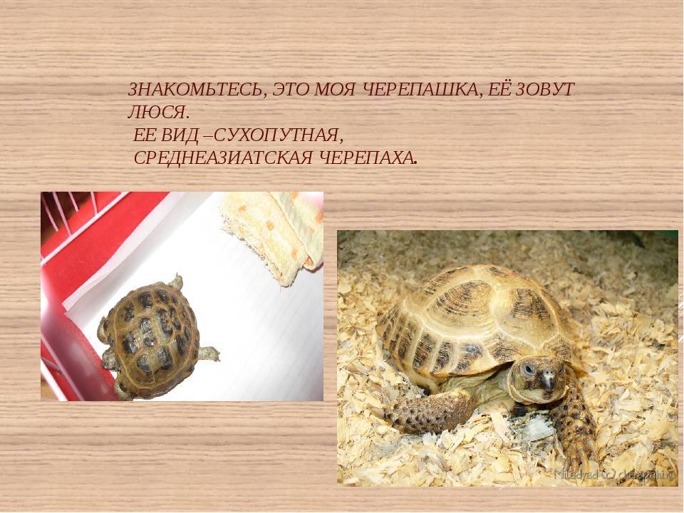 Какой тип питания характерен для среднеазиатской черепахи. Проект Среднеазиатская сухопутная черепаха. Среднеазиатская черепаха Возраст. Возраст сухопутной черепахи. Продолжительность жизни черепахи сухопутной.