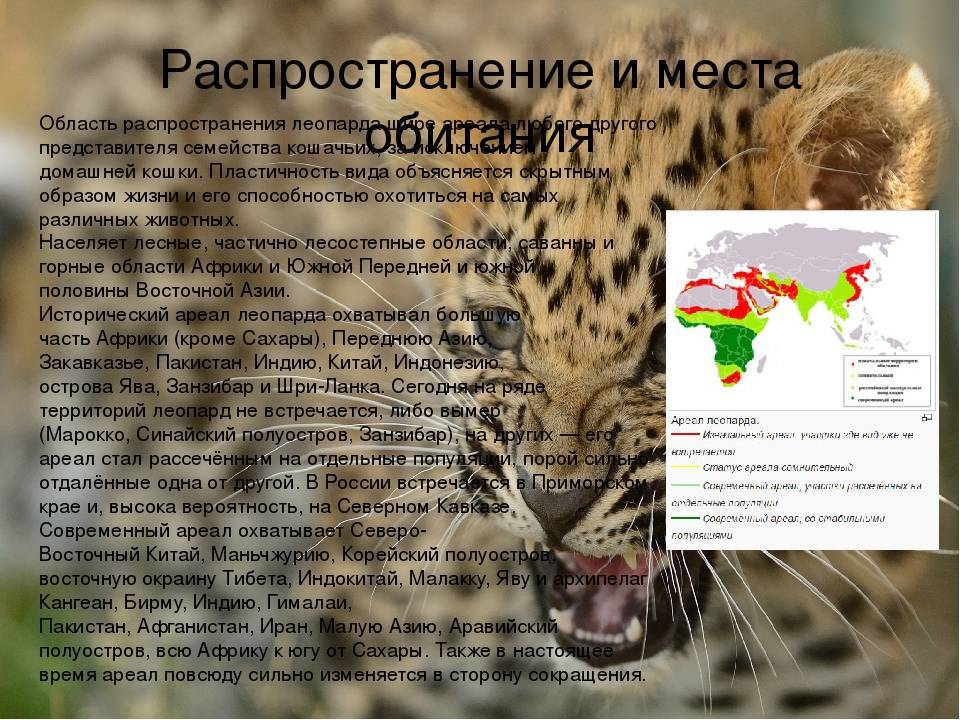 Ласка: описание животного, чем питается, среда обитания