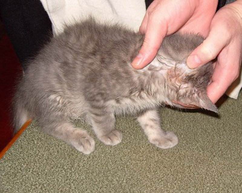 Лишай у кошек: виды, первые признаки и симптомы + описание, как передается животным и человеку