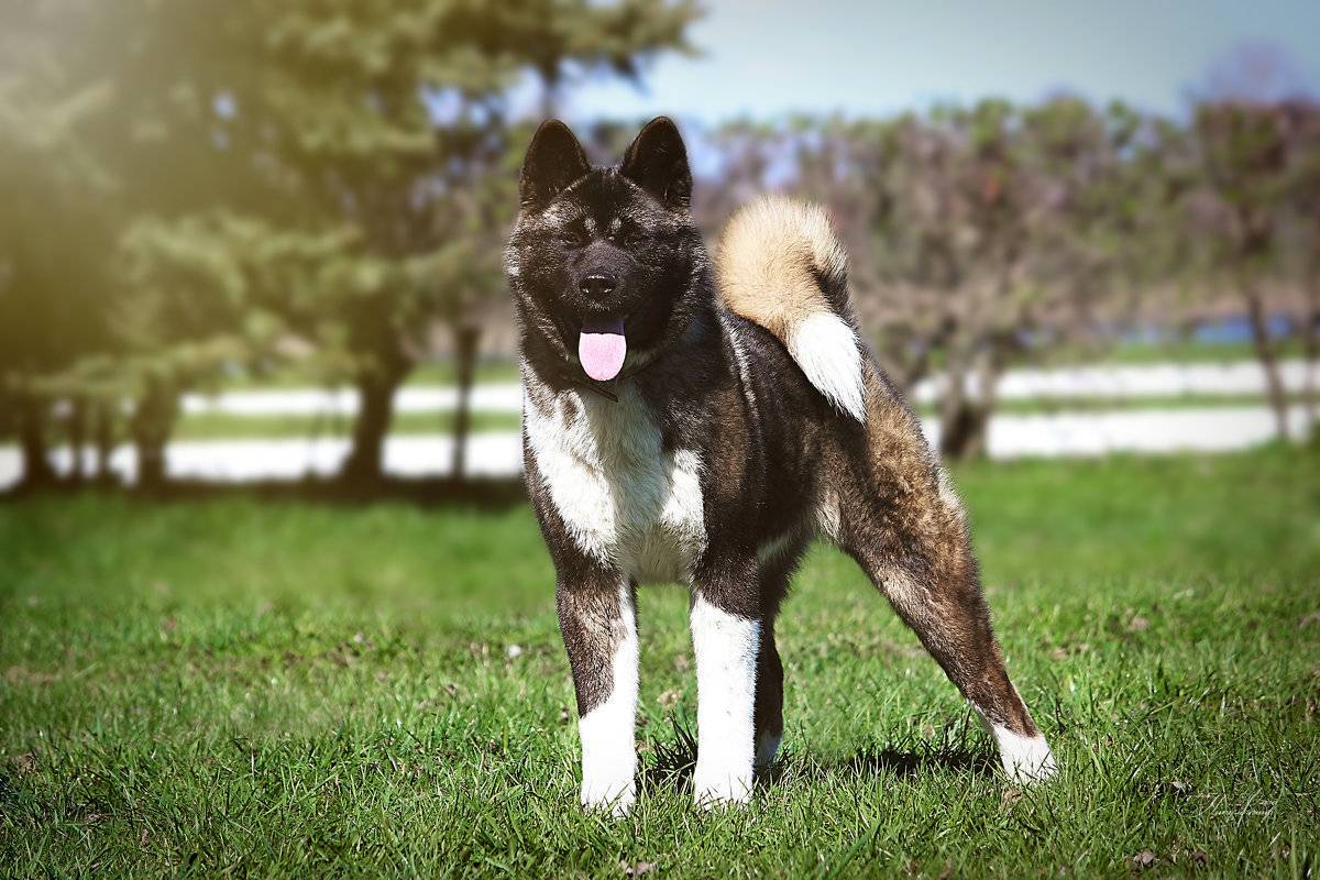 Порода собак американская акита и ее характеристики с фото