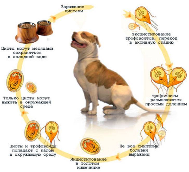 Схема жизненного цикла лямблии