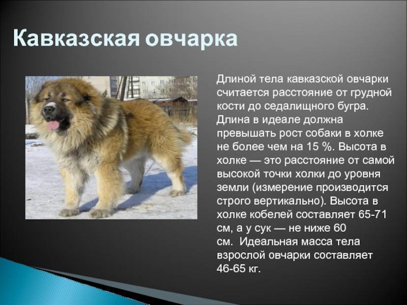 Кавказская овчарка: описание породы собак