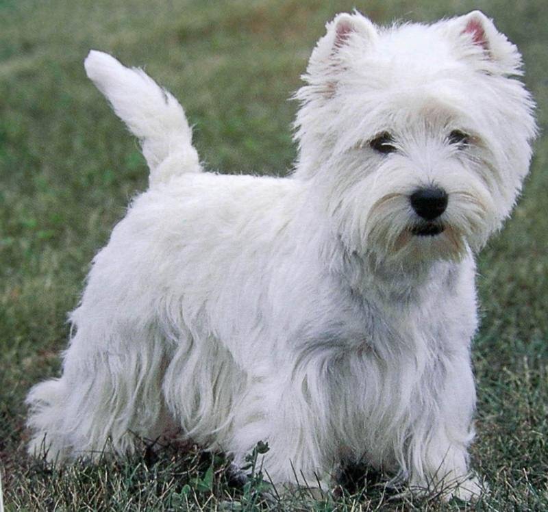 Какие существуют белые собаки: список и описание пород белого окраса