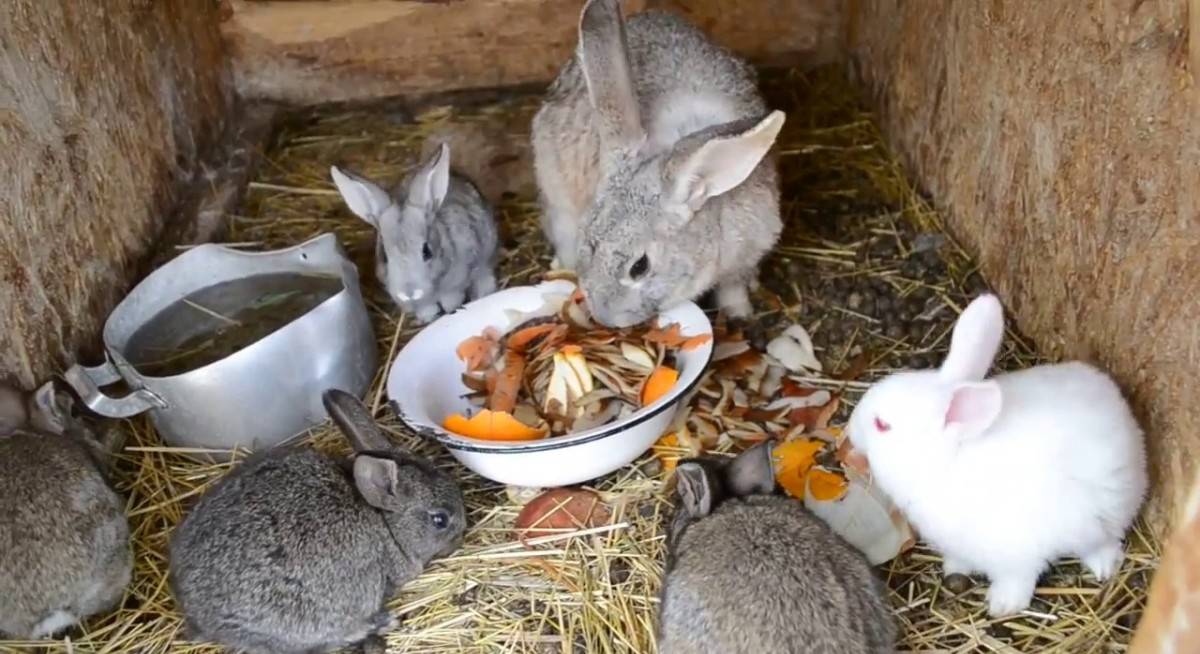 Содержание кроликов зимой в клетках на улице: какую температуру выдерживают, что едят, как поить