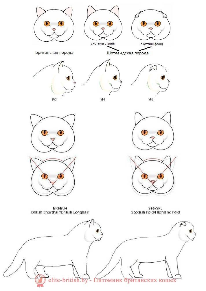Отличия британской породы кошек от шотландской: в чём разница?