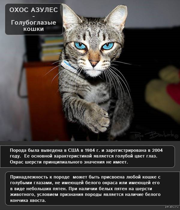 Серенгети : описание породы кошки, фото | кот и кошка