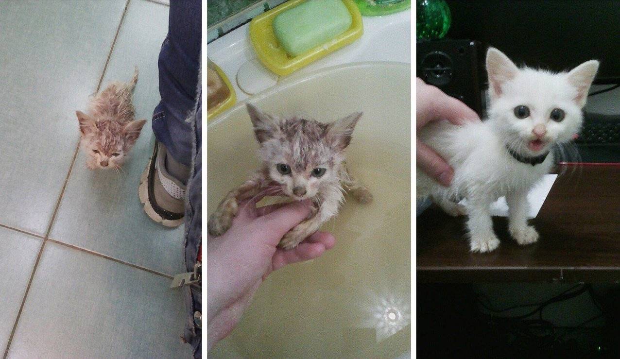 Как пристроить кота в приют навсегда или отдать на передержку на время