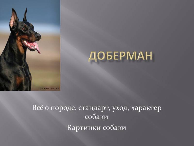 Доберман пинчер