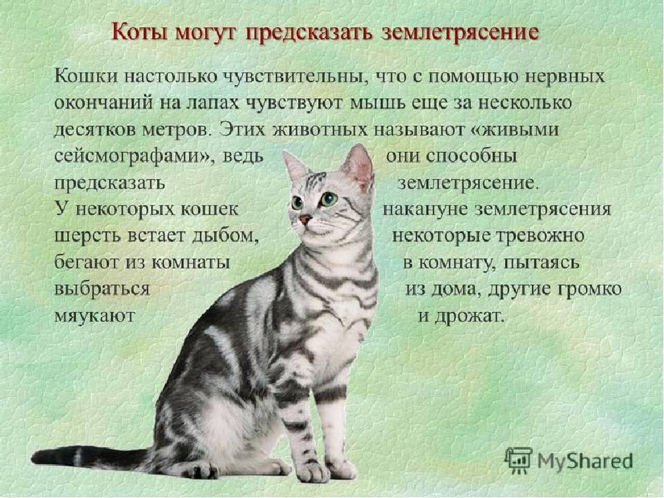 Фелинолог — это хобби или профессия?