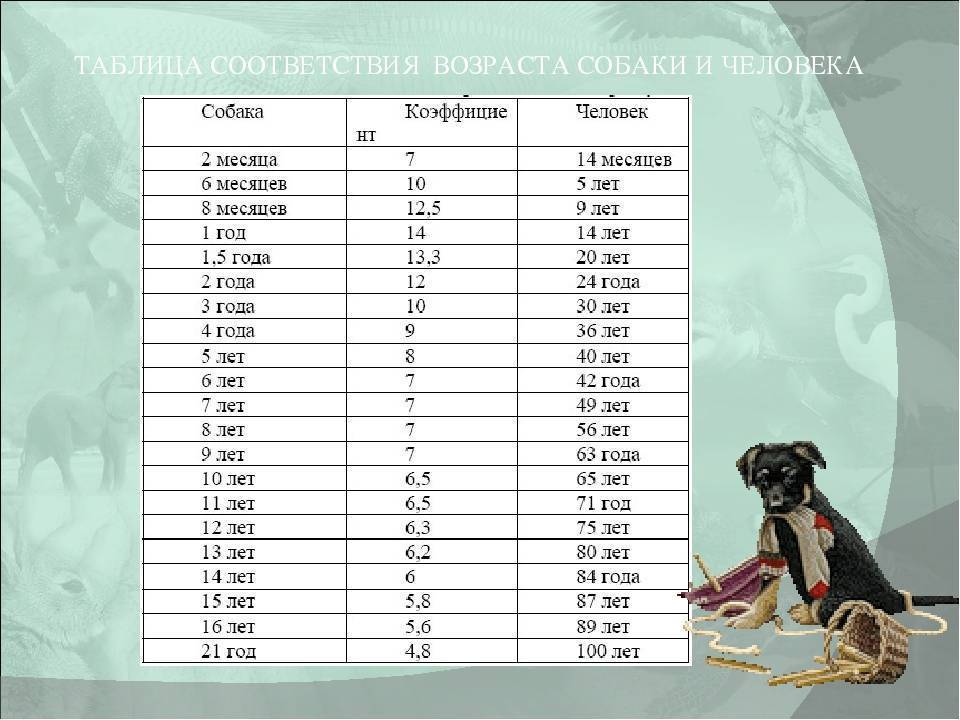 Возраст собак по человеческим меркам - таблица, методы расчета, формулы % | for-pet