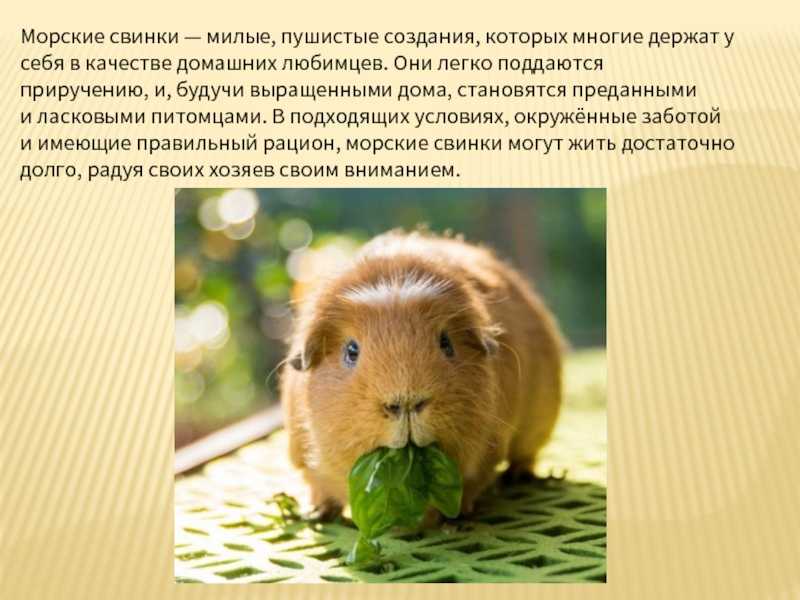 Почему морские свинки называются морскими свинками? интересные факты | brave defender