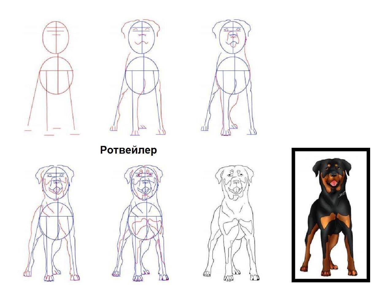 Как нарисовать собаку карандашом поэтапно для детей 5-9 лет