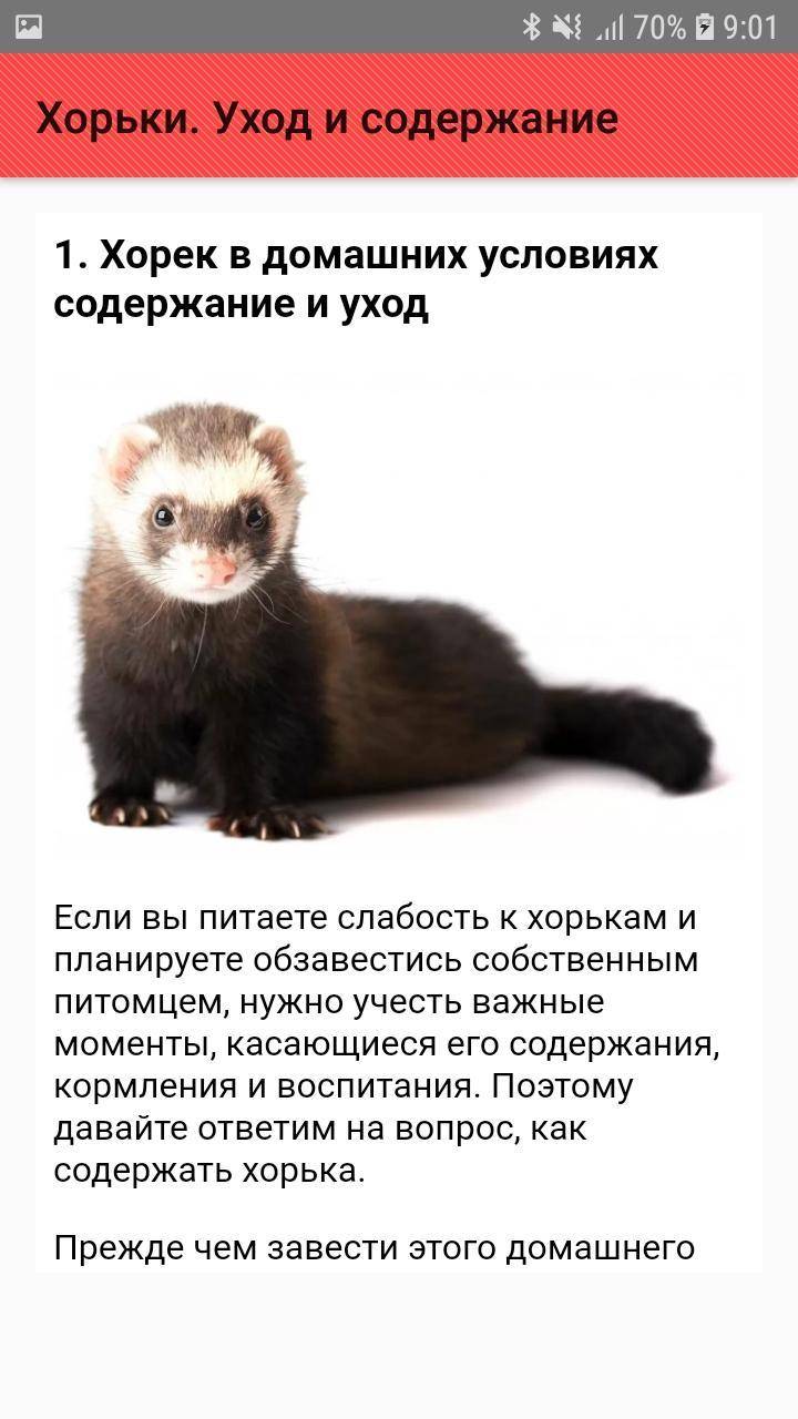 Хорек уход м содержание