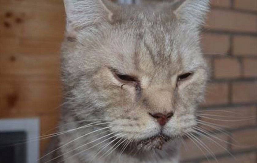 У кошки кальцивироз