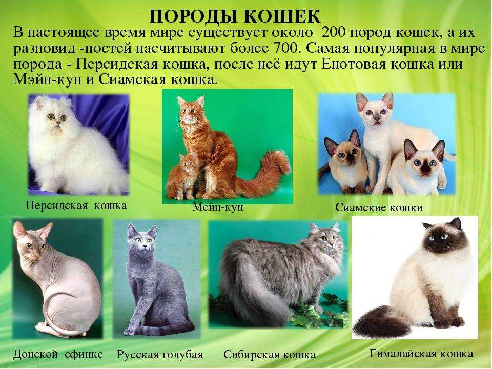Черно-белая кошка: особенности, классификация, типы, породы, как правильно разводить