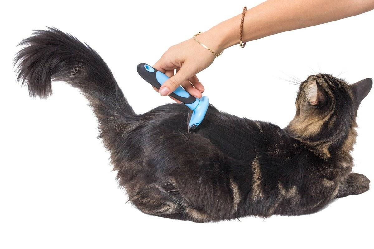 Груминг кошки на дому своими руками – что, как, зачем? советы +видео и фото