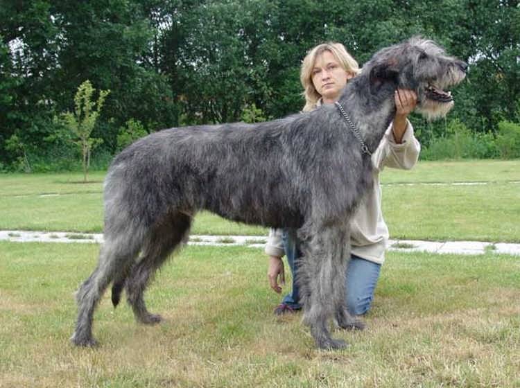 Собаки гиганты: какие породы собак самые крупные, перечень с описанием
