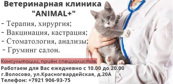 Химическая стерилизация кошек: уколы от гуляния вместо стерилизации, медикаментозная стерилизация кошек без операции (разрезов)