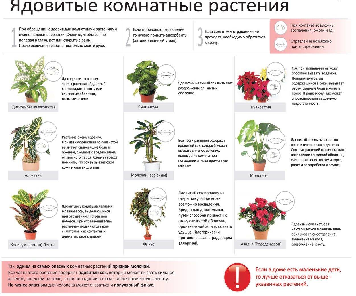 Ядовитые растения для кошек