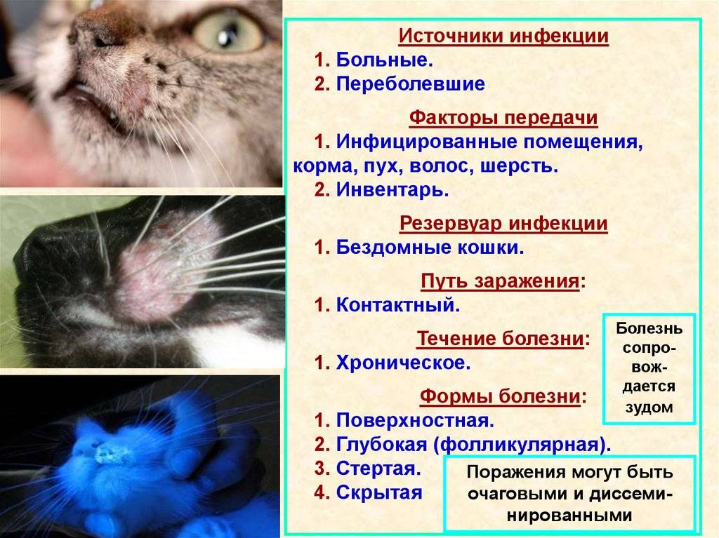 Стригущий лишай кошки: симптомы, последствия, лечение