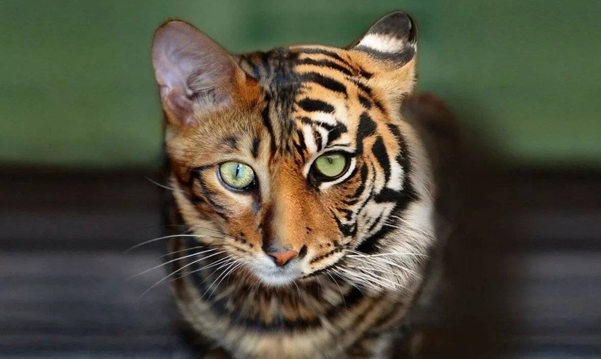 Тигровая кошка