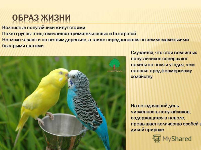 Особенности ухода за волнистыми попугаями в домашних условиях