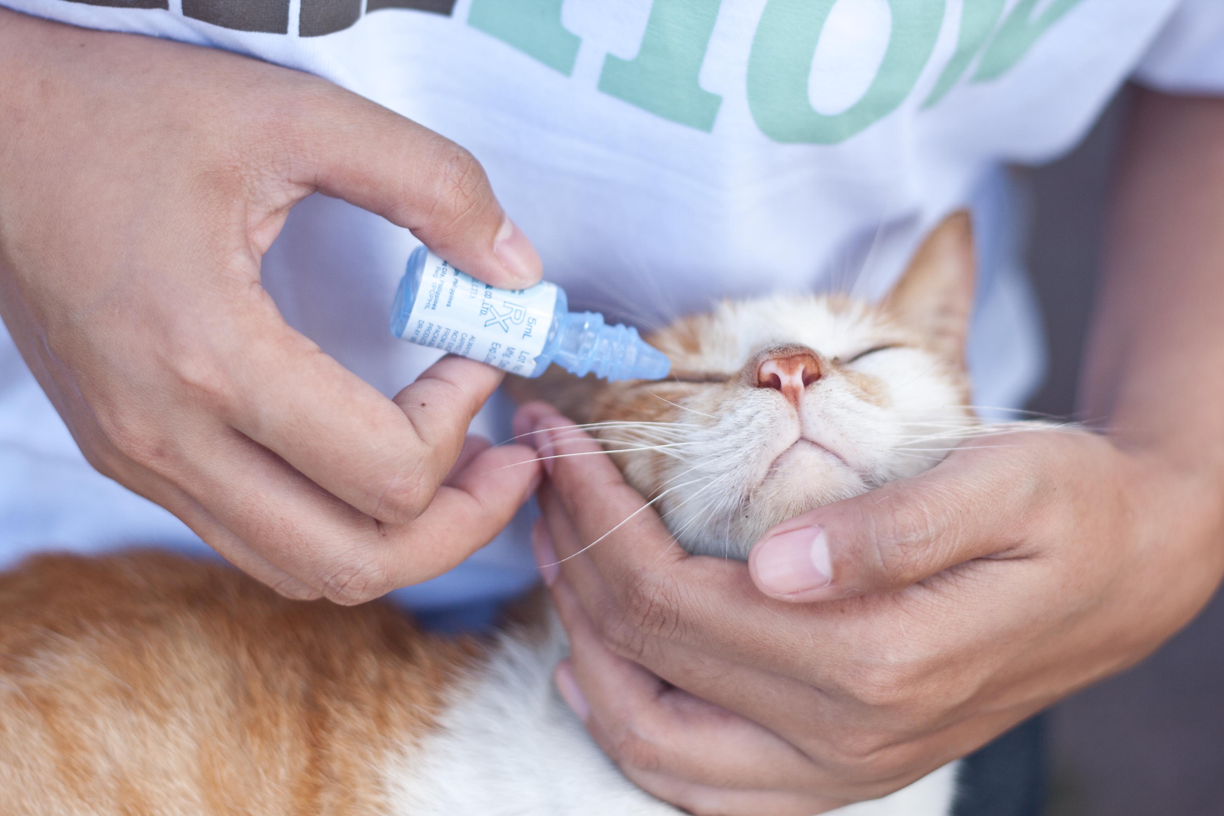 Как и зачем чистить зубы кошкам?