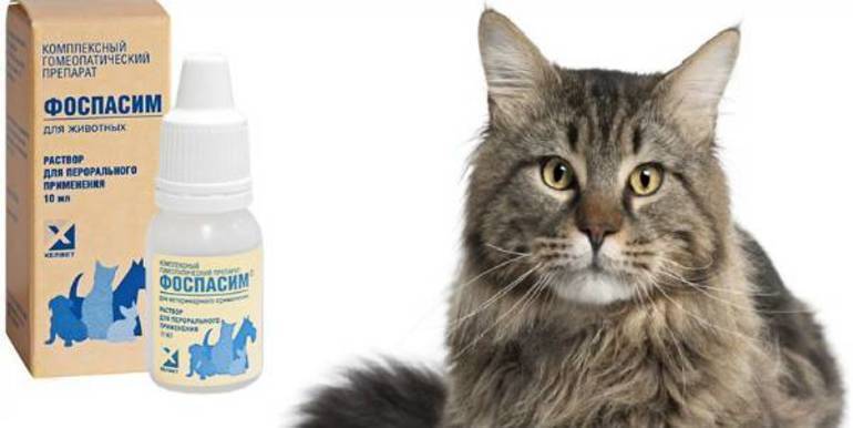 Фоспасим — первая помощь при неврозах у кошек