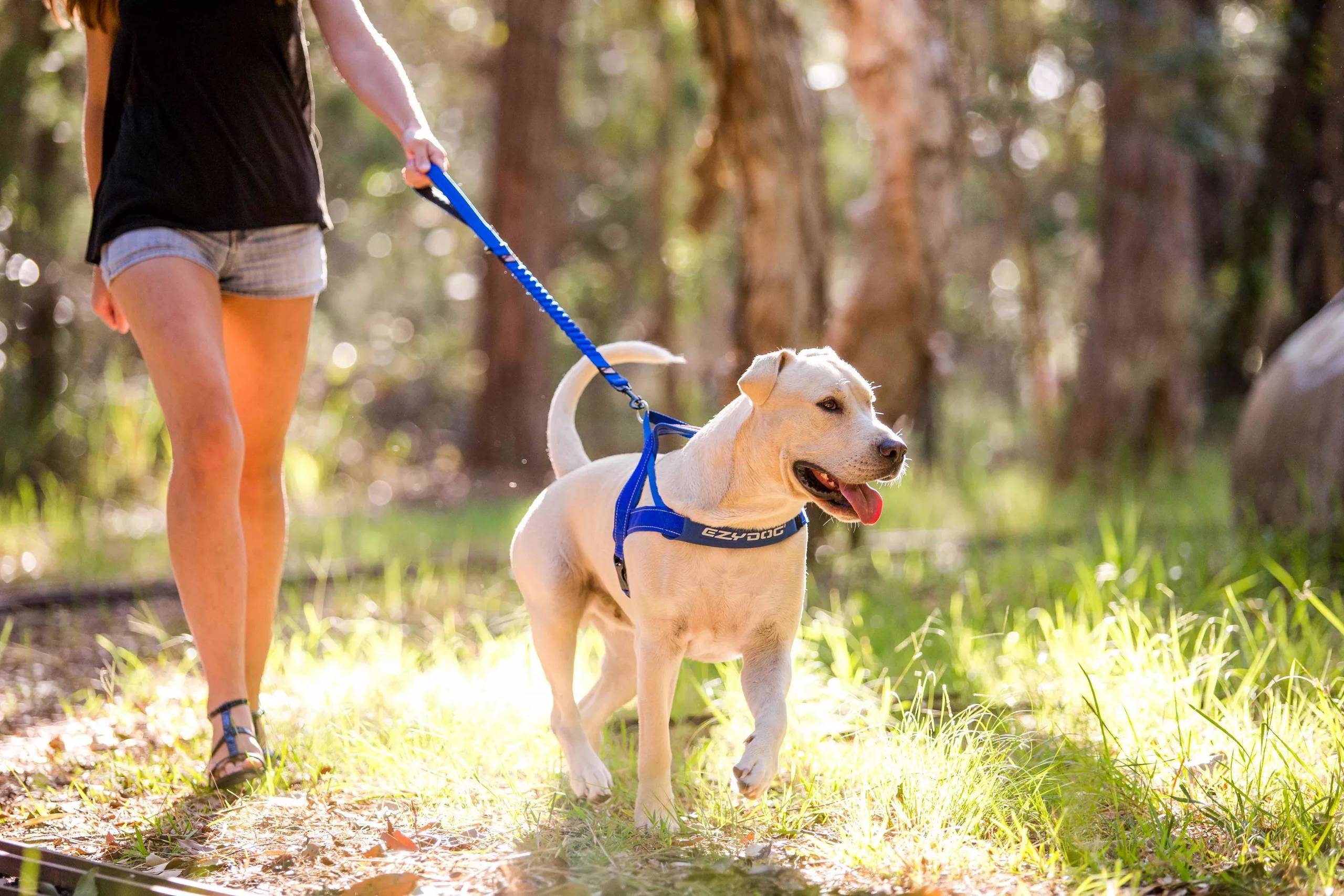 Как отучить собаку тянуть и дёргать поводок на прогулке?