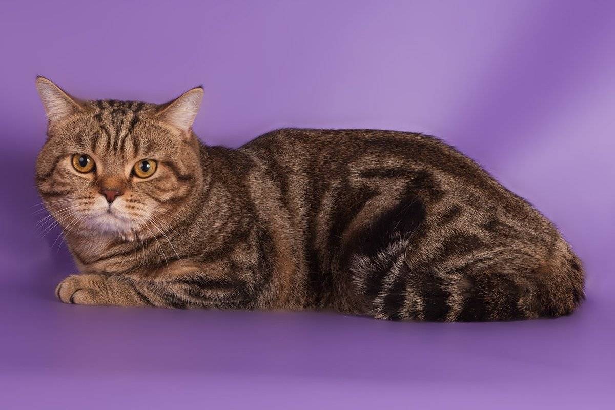 Шотландская прямоухая кошка (скоттиш-страйт): добрый и верный пушистый друг — domovod.guru
