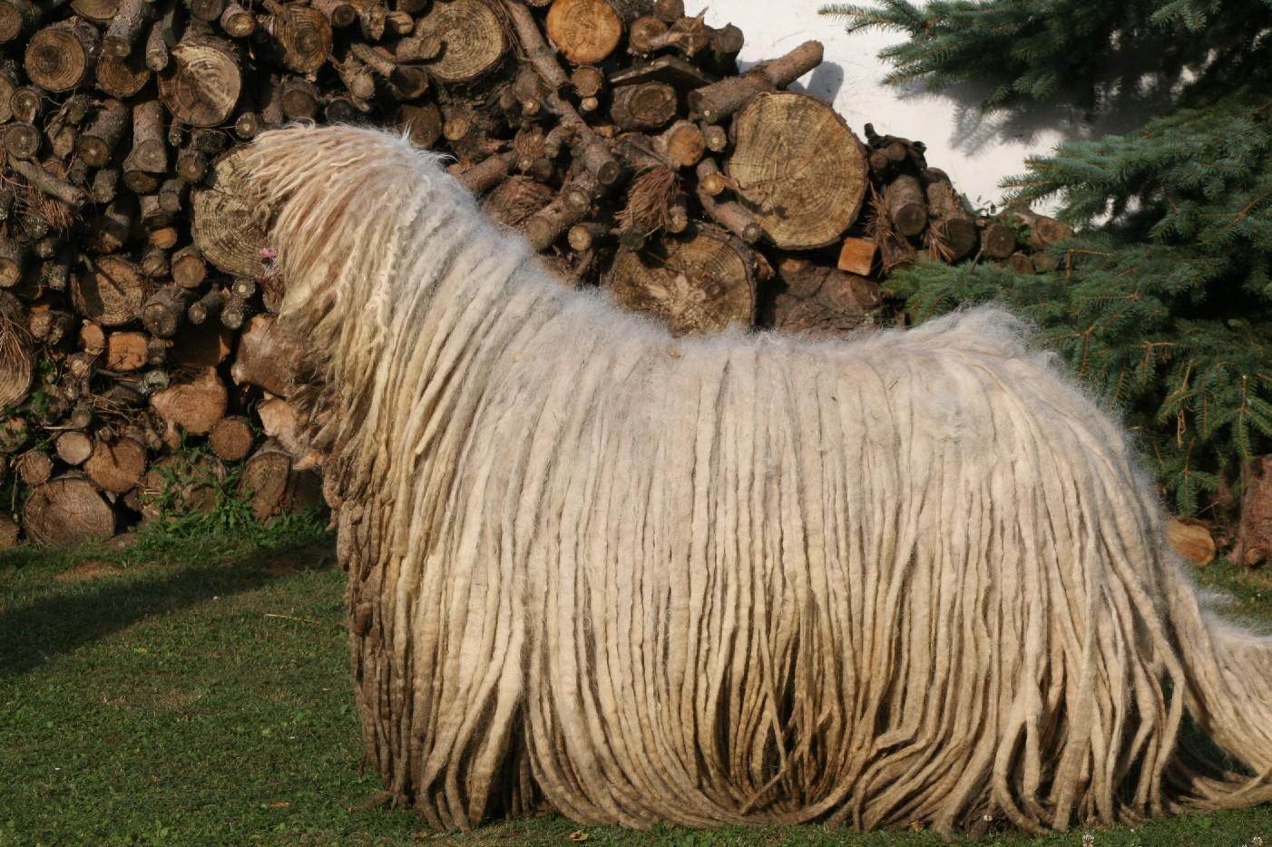 Венгерская овчарка командор — собака с дредами
венгерская овчарка командор — собака с дредами