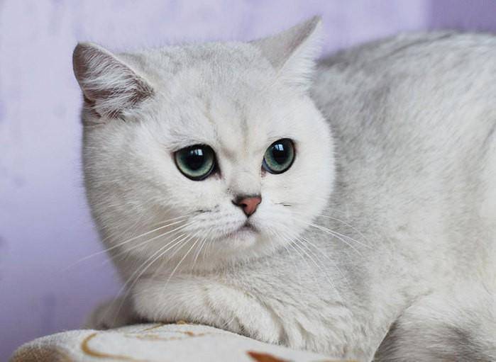 Кошка шиншилла – существующие окрасы, рекомендации по уходу и кормлению питомца