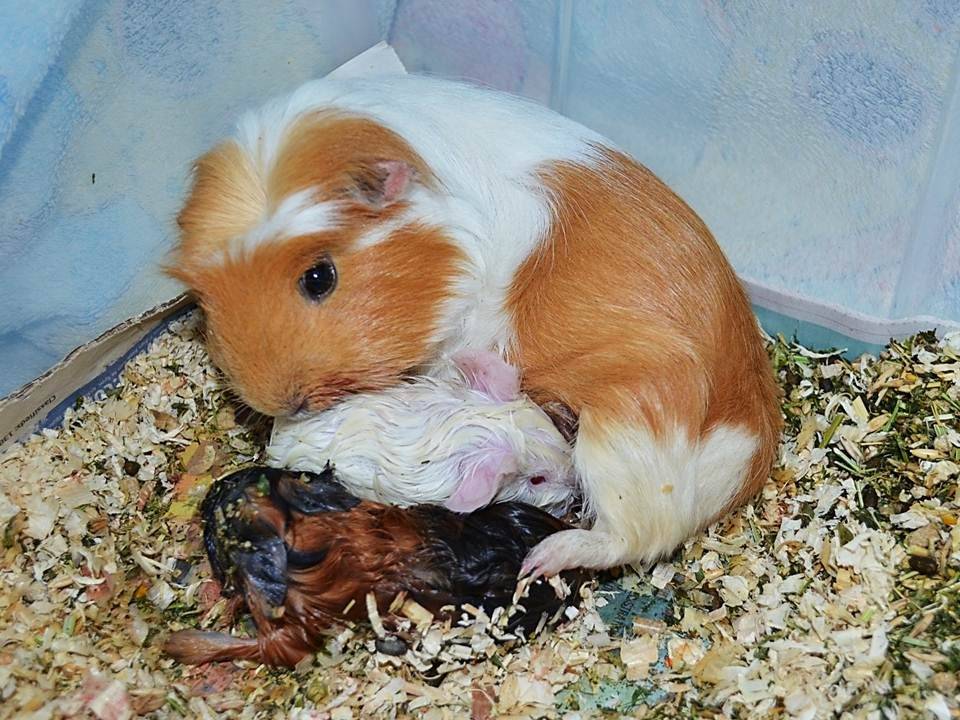 Скрещивание морских свинок