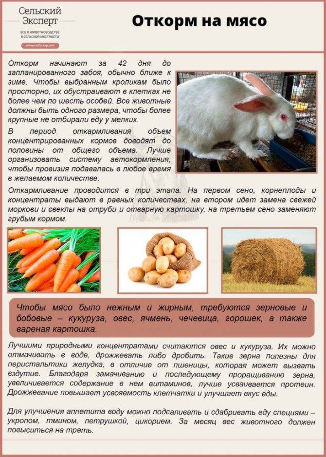 Какие крупы можно давать декоративным кроликам