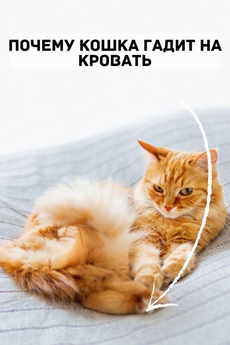 Кошка гадит на кровать, почему, что делать, как отучить