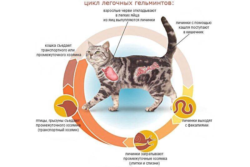 Может ли человек заразиться глистами от кошки (ребенок и взрослый): пути передачи
