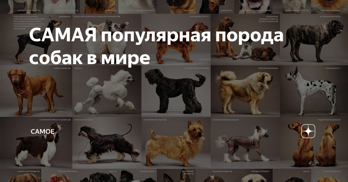 Самые популярные породы собак с фотографиями и названиями в россии