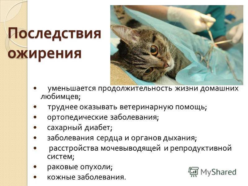 Борьба с ожирением домашних животных