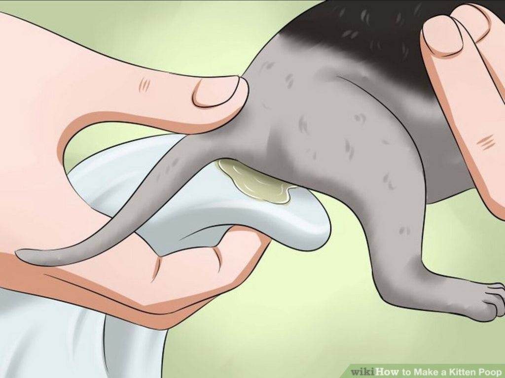 Как делать кошке массаж от запора: техника, показания и противопоказания | звери дома