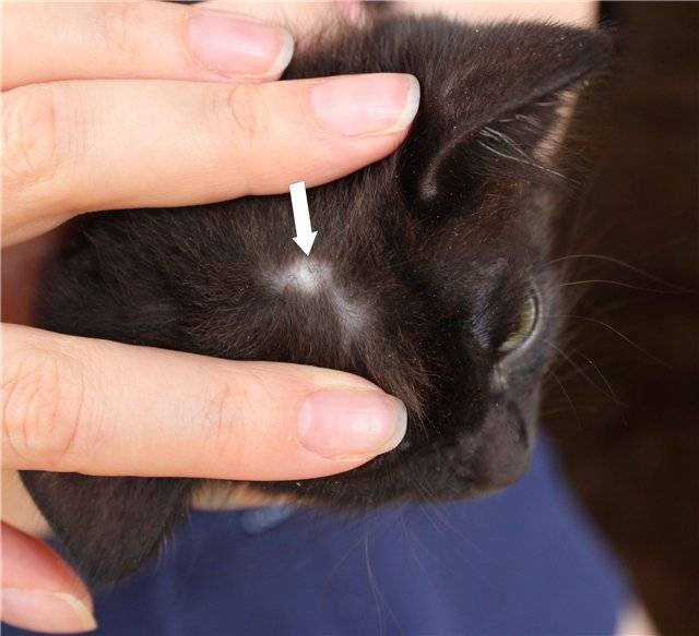 Черный налет в ушах у кота — что это может быть? | кот и кошка