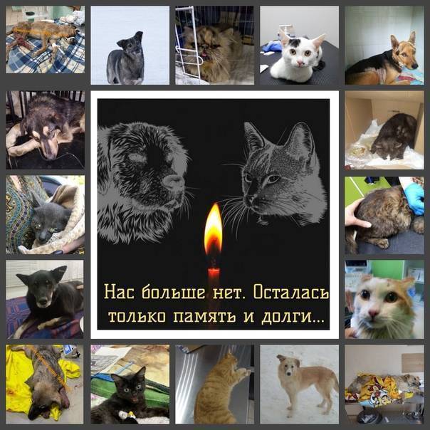 Как открыть питомник кошек: оборудование и необходимые документы для старта :: businessman.ru