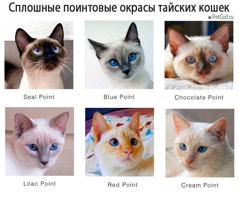 Различия кошек. Тайская кошка крем Пойнт. Сиамская и тайская кошка. Тайская и Сиамская кошка отличия. Тайская кошка Пойнт рыжий характер.