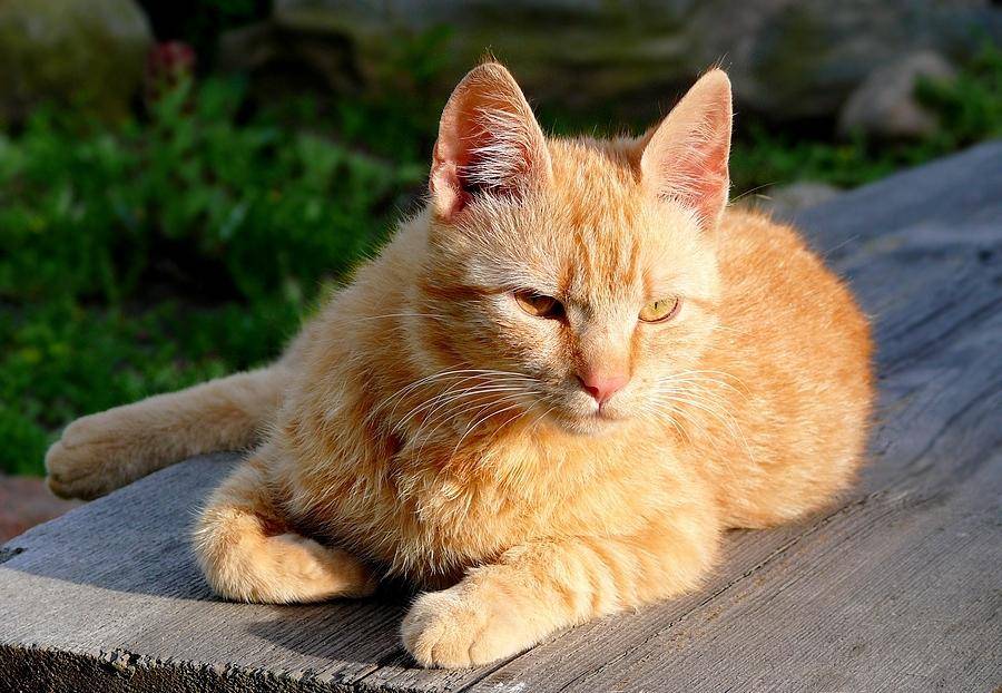 Бразильская короткошерстная кошка: описание, характер, уход, фото