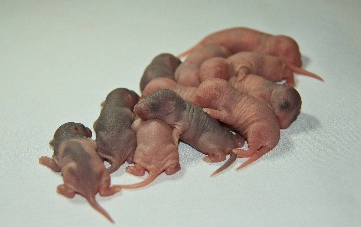 Новорожденные детеныши мыши. Новорожденные крысы Дамбо. Новорожденный крысенок Дамбо. Маленькие крысята Новорожденные Дамбо. Крысы Дамбо Детеныши.