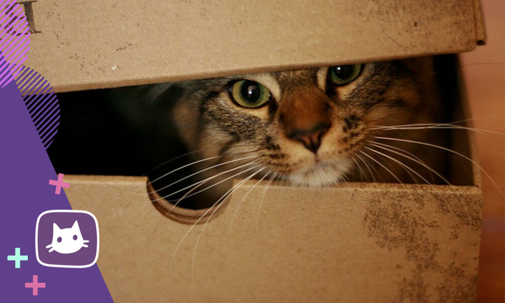 Котик в коробке. Кошка выглядывает из коробки. Кот под коробке. Кот в коробке выглядывает. Включи прятаться в коробках