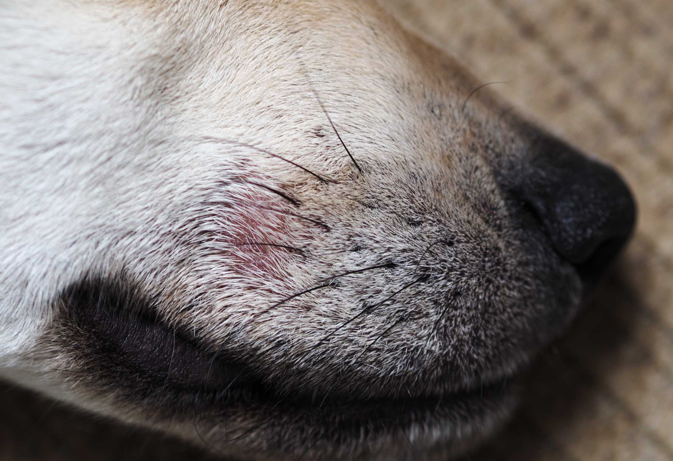 Демодекоз у собак: формы заболевания, схемы лечения