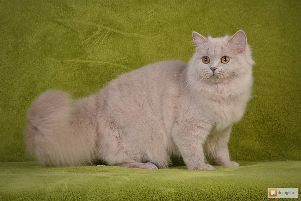 Британская длинношерстная кошка: описание породы и характера