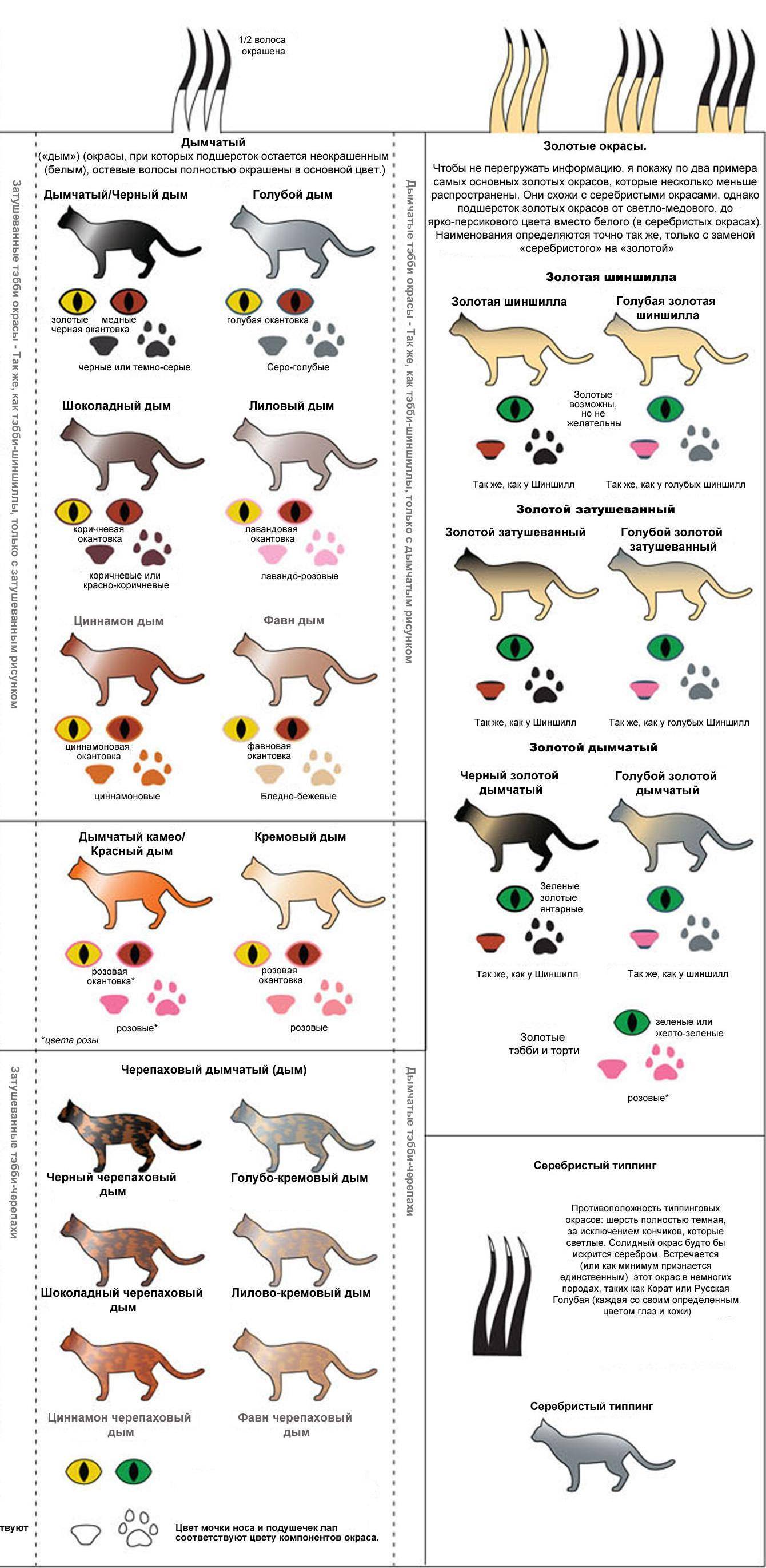 Окрасы британцев таблица. Классификация окраса шотландских кошек. Окрасы британских кошек таблица обозначений. Генетика окрасов ориентальных кошек таблица. Типы окрасов кошек