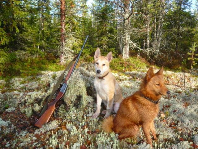 Охота с лайкой: как охотиться на кабана, куницу, лося, медведя, зайца