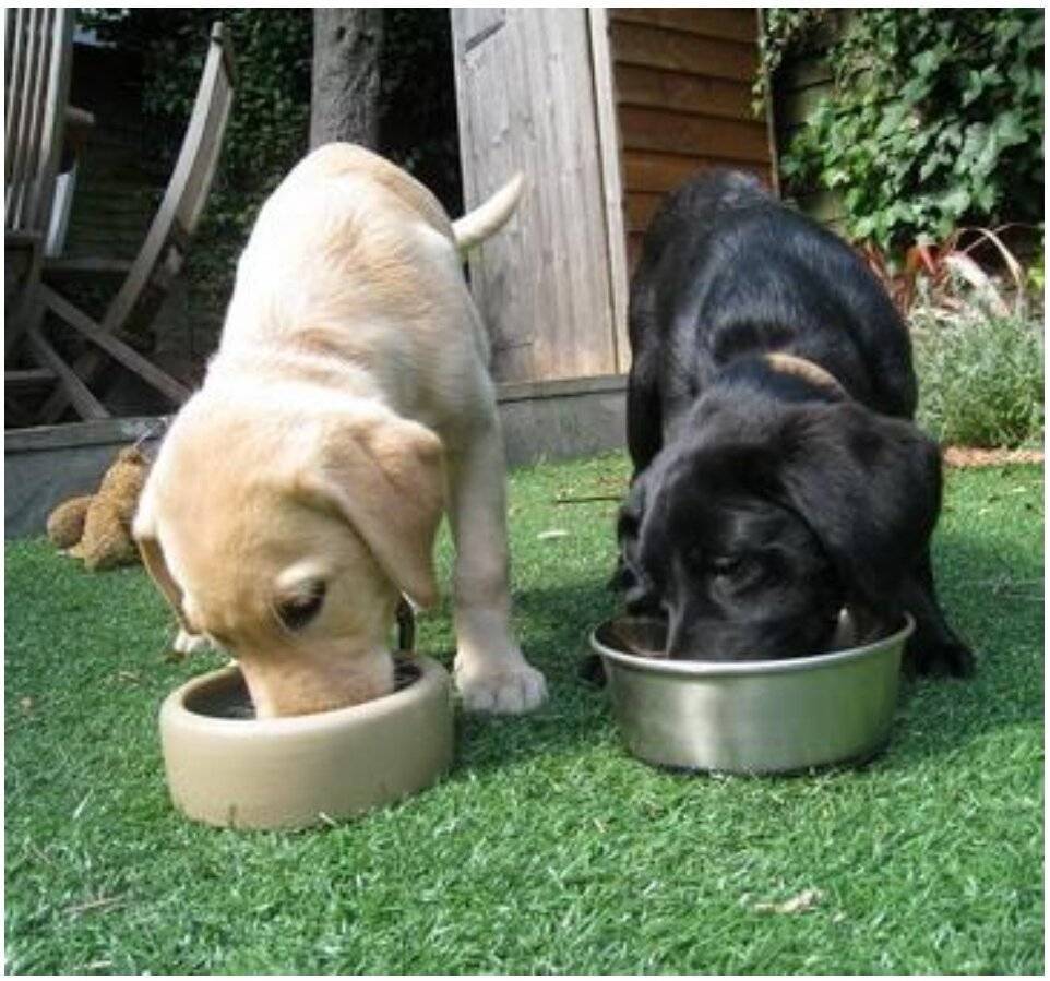 Сколько воды должна пить собака в сутки: норма и отклонения | звери дома